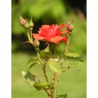 0705-z10-rote-rose-im-rosarium-01