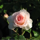 0707-04-nasse-rose