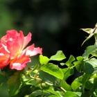 0808-5-rose-hagebutte